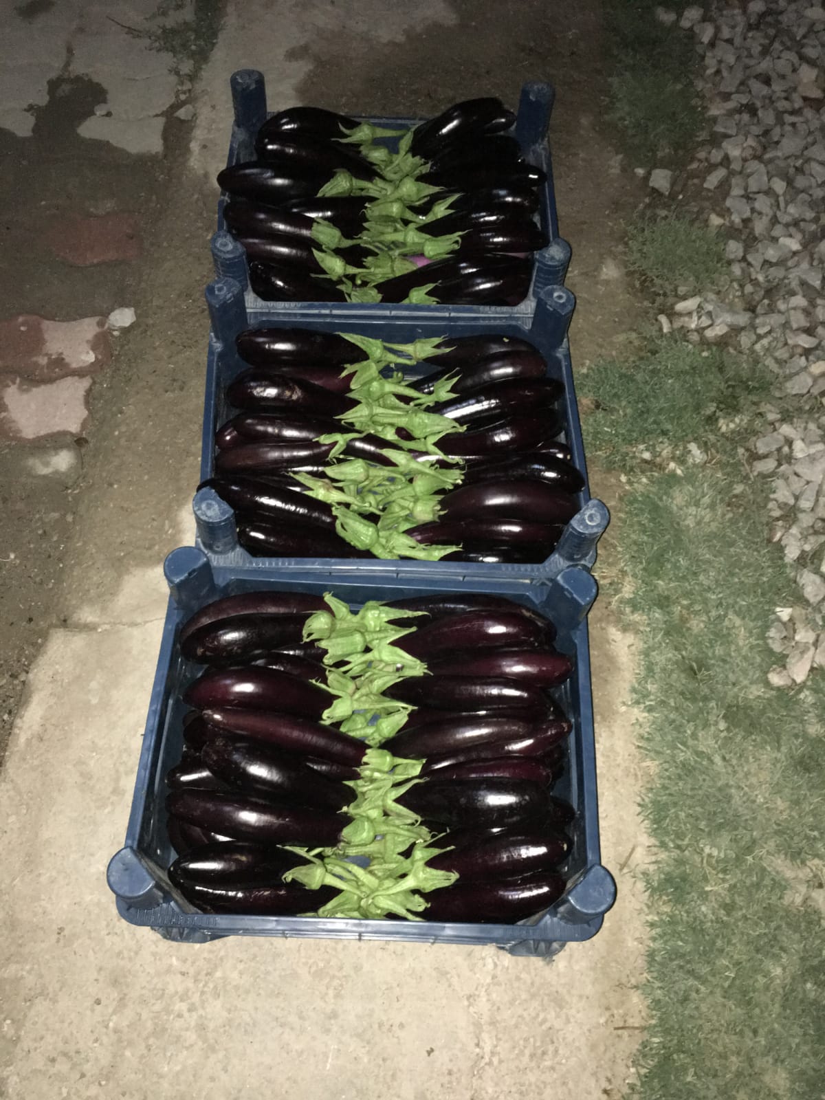 Asaf Tarım ve Hayvancılık